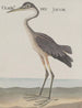 Histoire naturelle de Saint-Domingue Pl055 - René de Rabi — visning af kunstværket