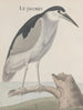 Histoire naturelle de Saint-Domingue Pl057 - René de Rabi — visning af kunstværket