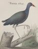 Histoire naturelle de Saint-Domingue Pl058 - René de Rabi — visning af kunstværket