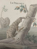 Histoire naturelle de Saint-Domingue Pl059 - René de Rabi — visning af kunstværket