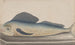 Histoire naturelle de Saint-Domingue Pl060 - René de Rabi — visning af kunstværket