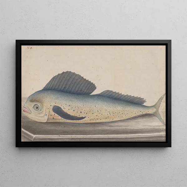 Histoire naturelle de Saint-Domingue Pl060 - René de Rabi — indrammet kunstværk på væggen