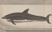 Histoire naturelle de Saint-Domingue Pl061 - René de Rabi — visning af kunstværket