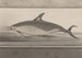 Histoire naturelle de Saint-Domingue Pl062 - René de Rabi — visning af kunstværket