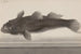 Histoire naturelle de Saint-Domingue Pl064 - René de Rabi — visning af kunstværket
