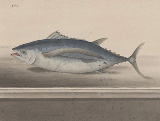 Ren de Rabi - Natural history of Saint Domingue Pl065.webp