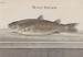 Histoire naturelle de Saint-Domingue Pl066 - René de Rabi — visning af kunstværket