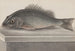 Histoire naturelle de Saint-Domingue Pl067 - René de Rabi — visning af kunstværket