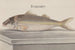 Histoire naturelle de Saint-Domingue Pl068 - René de Rabi — visning af kunstværket
