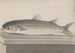 Histoire naturelle de Saint-Domingue Pl069 - René de Rabi — visning af kunstværket