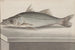 Histoire naturelle de Saint-Domingue Pl. 070 - René de Rabi — visning af kunstværket