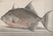 Histoire naturelle de Saint-Domingue Pl071 - René de Rabi — visning af kunstværket