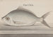 Histoire naturelle de Saint-Domingue Pl. 072 - René de Rabi — visning af kunstværket