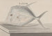 Histoire naturelle de Saint-Domingue Pl073 - René de Rabi — visning af kunstværket