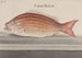 Histoire naturelle de Saint-Domingue Pl074 - René de Rabi — visning af kunstværket