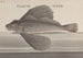 Histoire Naturelle de Saint-Domingue Pl076 - René de Rabi — visning af kunstværket