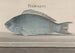 Histoire naturelle de Saint-Domingue Pl077 - René de Rabi — visning af kunstværket