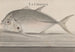 Histoire naturelle de Saint-Domingue Pl078 - René de Rabi — visning af kunstværket