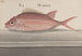 Histoire naturelle de Saint-Domingue Pl. 079 - René de Rabi — visning af kunstværket