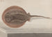 Histoire naturelle de Saint-Domingue Pl080 - René de Rabi — visning af kunstværket