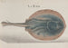 Histoire naturelle de Saint-Domingue Pl081 - René de Rabi — visning af kunstværket