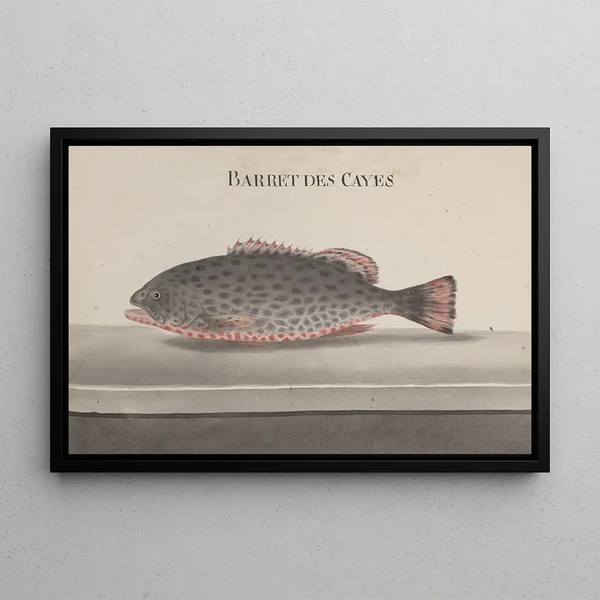 Ren de Rabi - Natural history of Saint Domingue Pl084.webp