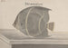 Histoire naturelle de Saint-Domingue Pl087 - René de Rabi — visning af kunstværket