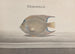 Histoire naturelle de Saint-Domingue Pl088 - René de Rabi — visning af kunstværket