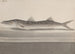 Histoire naturelle de Saint-Domingue Pl089 - René de Rabi — visning af kunstværket