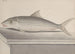 Histoire naturelle de Saint-Domingue Pl092 - René de Rabi — visning af kunstværket