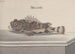 Histoire naturelle de Saint-Domingue Pl094 - René de Rabi — visning af kunstværket