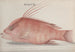 Histoire naturelle de Saint-Domingue Pl097 - René de Rabi — visning af kunstværket