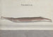 Histoire naturelle de Saint-Domingue Pl101 - René de Rabi — visning af kunstværket