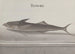 Histoire naturelle de Saint-Domingue Pl103 - René de Rabi — visning af kunstværket