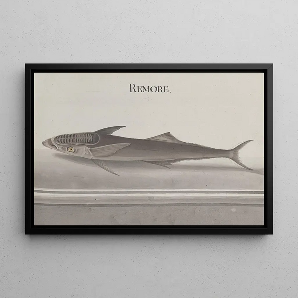 Histoire naturelle de Saint-Domingue Pl103 - René de Rabi — indrammet kunstværk på væggen