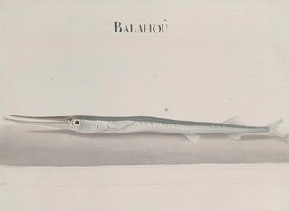 Ren de Rabi - Natural history of Saint Domingue Pl104.webp