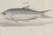 Histoire naturelle de Saint-Domingue, Pl. 105 - René de Rabi — visning af kunstværket