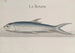 Histoire naturelle de Saint-Domingue, Pl110 - René de Rabi — visning af kunstværket
