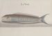 Histoire naturelle de Saint-Domingue Pl112 - René de Rabi — visning af kunstværket