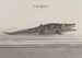 Histoire naturelle de Saint-Domingue Pl117 - René de Rabi — visning af kunstværket