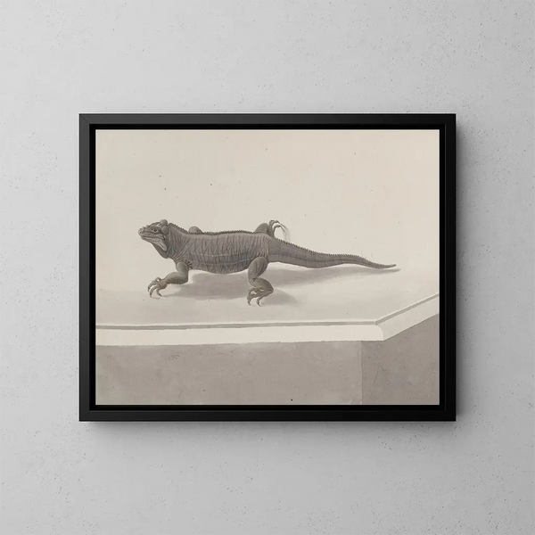 Histoire naturelle de Saint-Domingue Pl119 - René de Rabi — indrammet kunstværk på væggen
