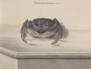 Ren de Rabi - Natural history of Saint Domingue Pl123.webp