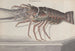 Histoire naturelle de Saint-Domingue Pl133 - René de Rabi — visning af kunstværket