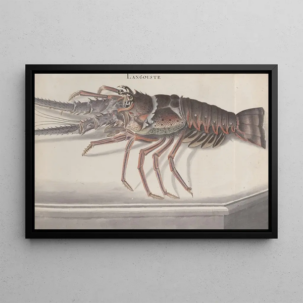 Histoire naturelle de Saint-Domingue Pl133 - René de Rabi — indrammet kunstværk på væggen