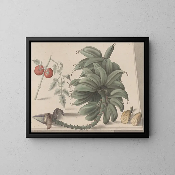 Histoire naturelle de Saint-Domingue Pl138 - René de Rabi — indrammet kunstværk på væggen