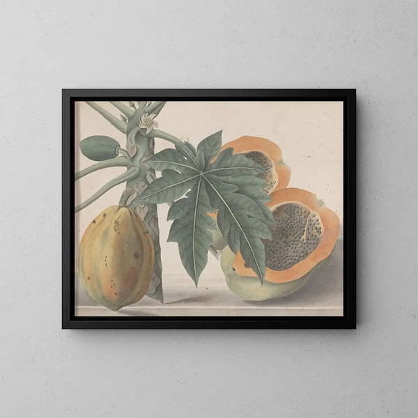 Histoire naturelle de Saint-Domingue Pl141 - René de Rabi — indrammet kunstværk på væggen