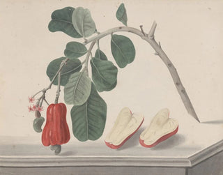 Ren de Rabi - Natural history of Saint Domingue Pl145.webp