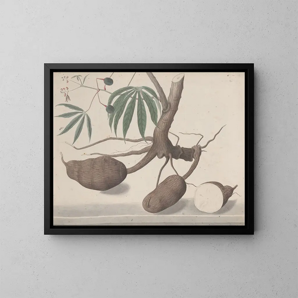 Histoire naturelle de Saint-Domingue Pl147 - René de Rabi — indrammet kunstværk på væggen