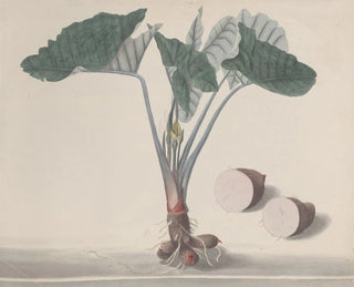 Ren de Rabi - Natural history of Saint Domingue Pl156.webp
