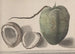 Histoire naturelle de Saint-Domingue Pl157 - René de Rabi — visning af kunstværket